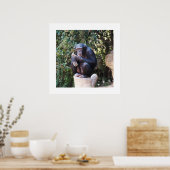 Chimpansedier Poster (Keuken)