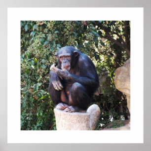 Chimpansedier Poster