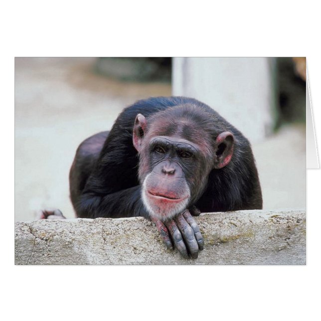 Chimpansee (Voorkant Horizontaal)