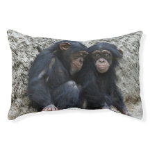 Chimpansee002