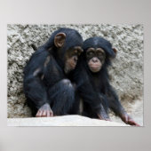 Chimpansee002 Poster (Voorkant)