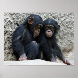 Chimpansee002 Poster