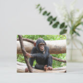 Chimpansee 001 briefkaart (Staand voorkant)