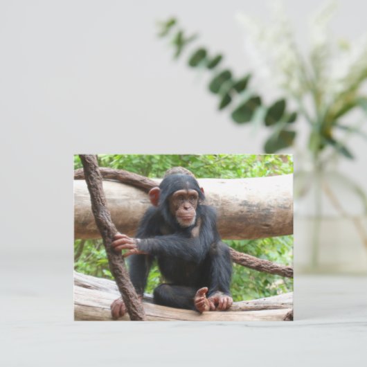 Chimpansee 001 briefkaart (Staand voorkant)