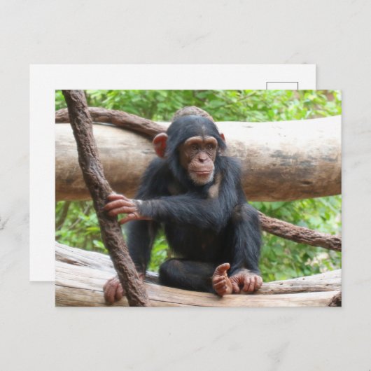 Chimpansee 001 briefkaart (Voorkant / Achterkant)
