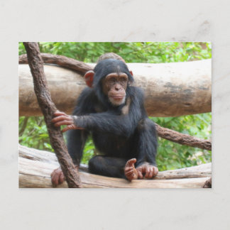 Chimpansee 001 briefkaart