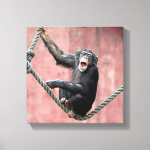Chimpansee 001 canvas afdruk