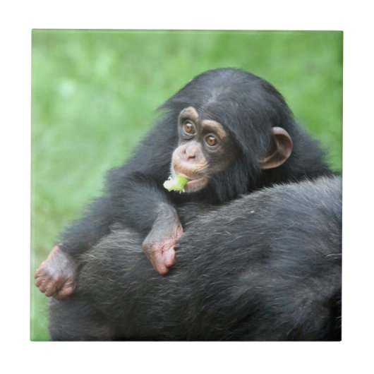 Chimpansee 005 tegeltje (Voorkant)