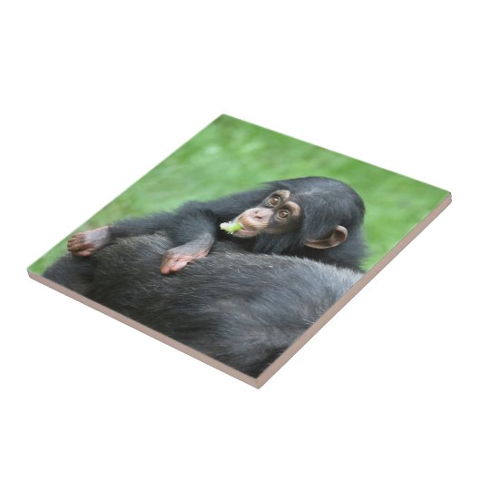 Chimpansee 005 tegeltje (Zijkant)