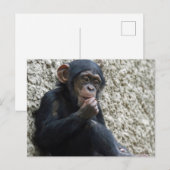 Chimpansee 013 briefkaart (Voorkant / Achterkant)