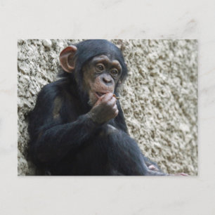 Chimpansee 013 briefkaart