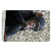 Chimpansee 013 magneet (Horizontaal)