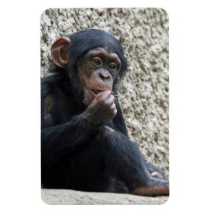 Chimpansee 013 magneet