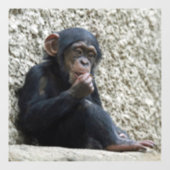 Chimpansee 013 raamsticker (Vel)