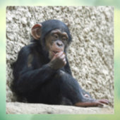 Chimpansee 013 raamsticker (Vel 3)
