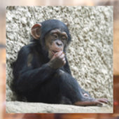 Chimpansee 013 raamsticker (Vel 2)