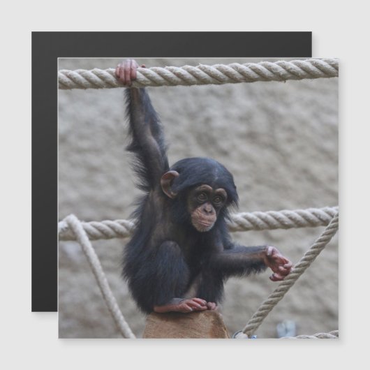 Chimpansee 017 (Voorkant / Achterkant)