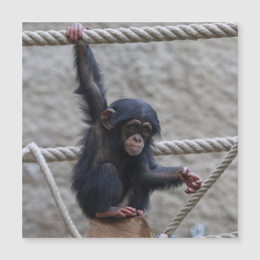 Chimpansee 017 (Voorkant)