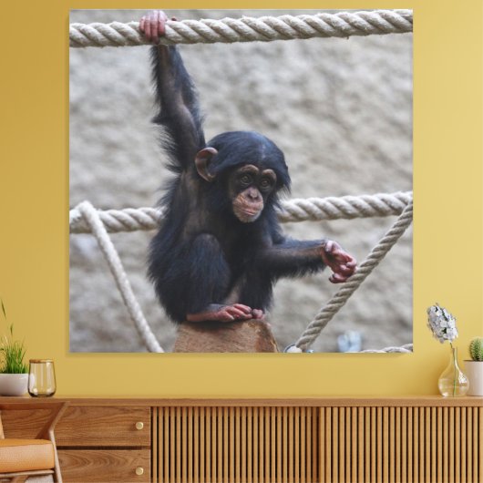 Chimpansee 017 canvas afdruk (Insitu (Woonkamer))