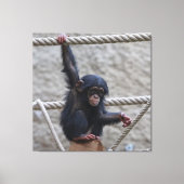 Chimpansee 017 canvas afdruk (Voorkant)