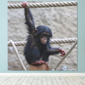 Chimpansee 017 canvas afdruk (Insitu (Houten vloer))