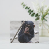 Chimpansee 030 briefkaart (Staand voorkant)