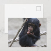 Chimpansee 030 briefkaart (Voorkant / Achterkant)