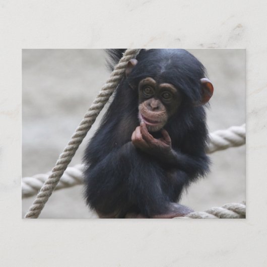Chimpansee 030 briefkaart (Voorkant)