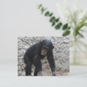 Chimpansee 031 briefkaart (Staand voorkant)