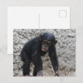 Chimpansee 031 briefkaart (Voorkant / Achterkant)