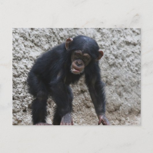 Chimpansee 031 briefkaart (Voorkant)