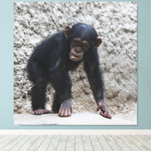 Chimpansee 031 canvas afdruk (Insitu (Houten vloer))