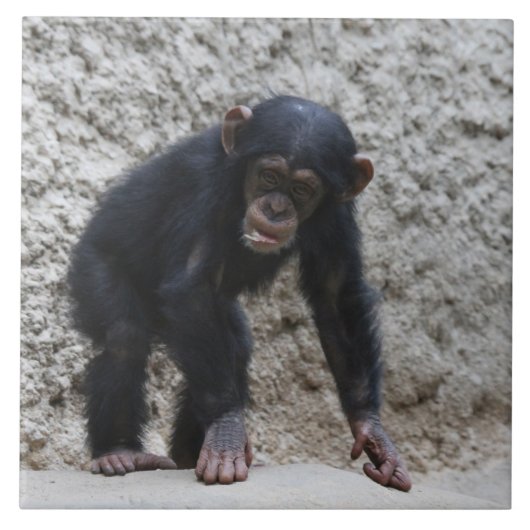 Chimpansee 031 tegeltje (Voorkant)