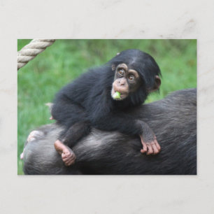 Chimpansee 032 briefkaart