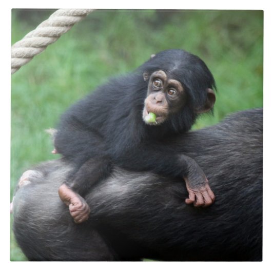 Chimpansee 032 tegeltje (Voorkant)