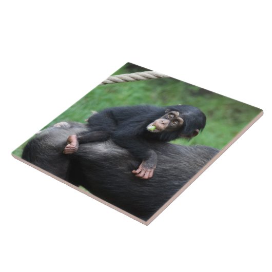 Chimpansee 032 tegeltje (Zijkant)