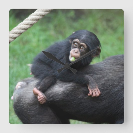 Chimpansee 032 vierkante klok (Voorkant)