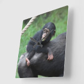Chimpansee 032 vierkante klok (Hoek)