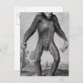 Chimpansee, 1699 briefkaart (Voorkant / Achterkant)