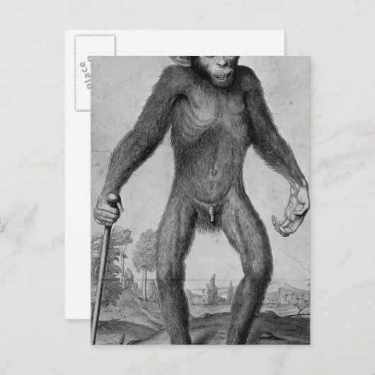 Chimpansee, 1699 briefkaart (Voorkant / Achterkant)