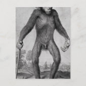 Chimpansee, 1699 briefkaart (Voorkant)