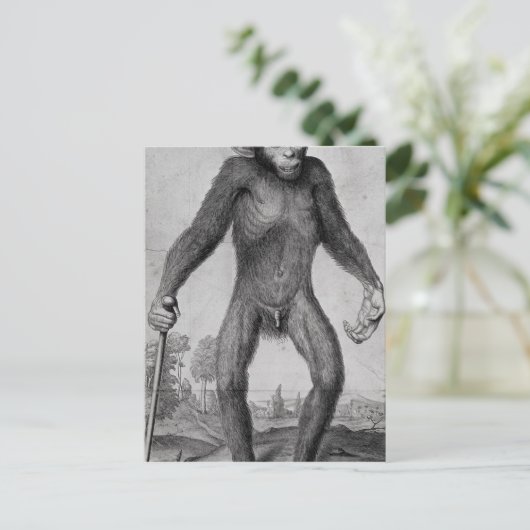 Chimpansee, 1699 briefkaart (Staand voorkant)