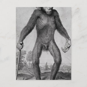 Chimpansee, 1699 briefkaart