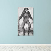 Chimpansee, 1699 canvas afdruk (Insitu (Houten vloer))