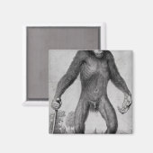 Chimpansee, 1699 magneet (Voorkant / Achterkant)