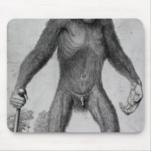 Chimpansee, 1699 muismat