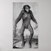 Chimpansee, 1699 poster (Voorkant)