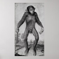 Chimpansee, 1699