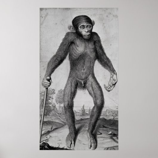 Chimpansee, 1699 poster (Voorkant)