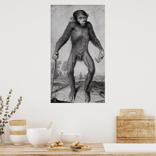 Chimpansee, 1699 poster (Keuken)